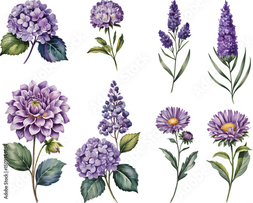 Purple Watercolor Flowers Set Hand Painted Botanical Clipart with Lavender, Dahlia, Aster and Hydrangea Blossoms Isolated on White Background.
