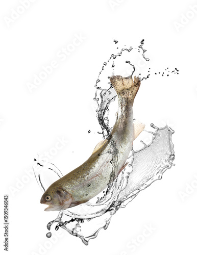 Fotografie Cutthroat trout fish in water splashes on white background