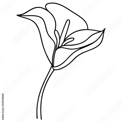 Lily petal silhouette, line art illustration