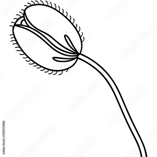 Line art poppy seed pod, botanical illustration, black and white