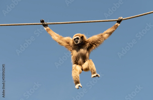Photos Gibbon Hanging from Rope Against Clear Sky