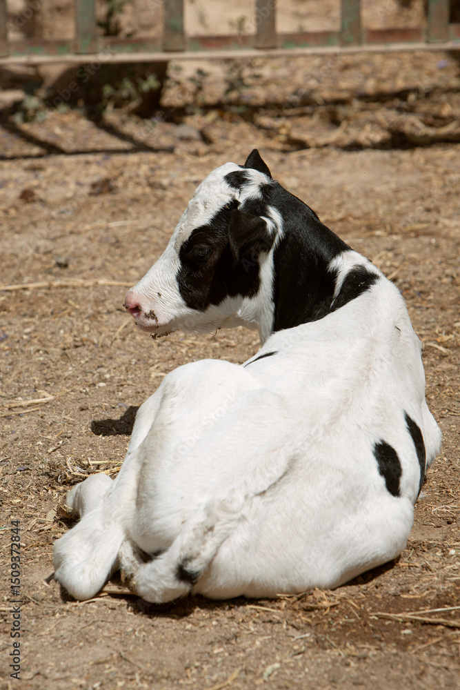a photo of a calf lying on the ground in black and white. The topic of animal husbandry and farming a photo of a calf lying on the ground in black and white. The topic of animal husbandry and farming