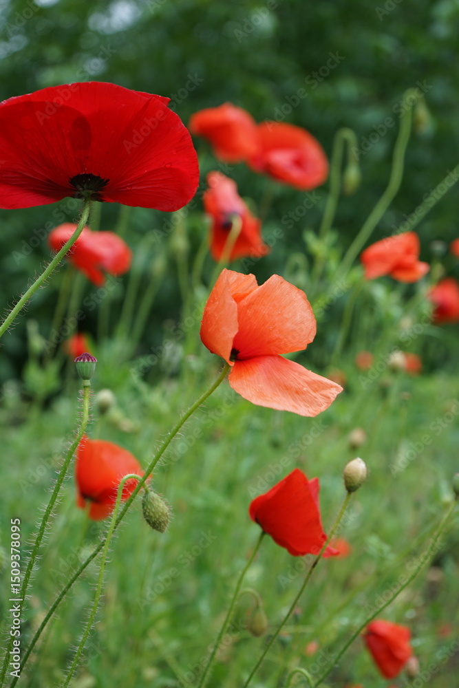 Naklejka premium red poppy flowers after the rain