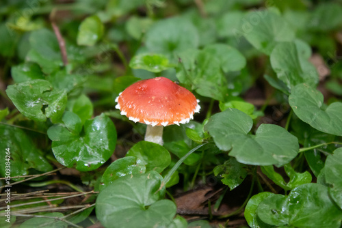 Leratiomyces ceres