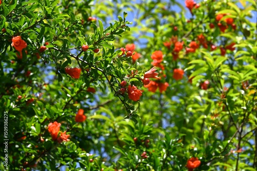 Pomegranate (Punica granatum) flowers. Lythraceae deciduous tree. Bright scarlet flowers bloom in early summer, signaling the beginning of summer.