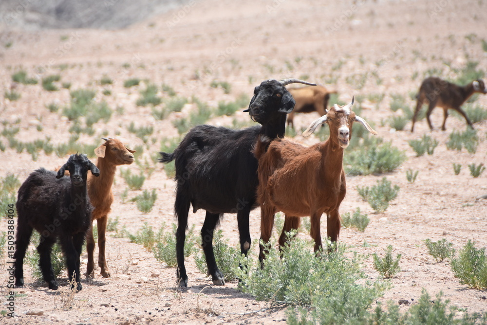 Fototapeta premium Troupeau de chèvres regardant dans différentes directions, dans le désert d'Agafay. 