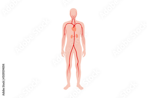 Main arteries and heart
