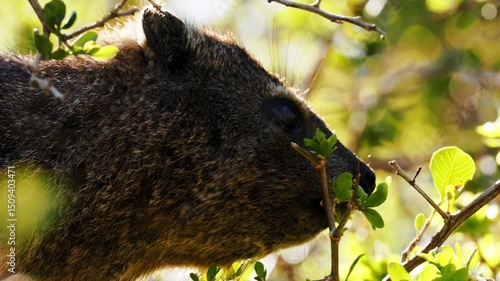 Cape hyrax, rock rabbit and coney, medium-sized terrestrial mammal native to Africa and the Middle East. Rock hyrax, dassie, cape hyrax or rock rabbit (Procavia capensis). Hermanus, South Africa