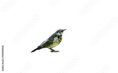 Song thrush on white isolated background
