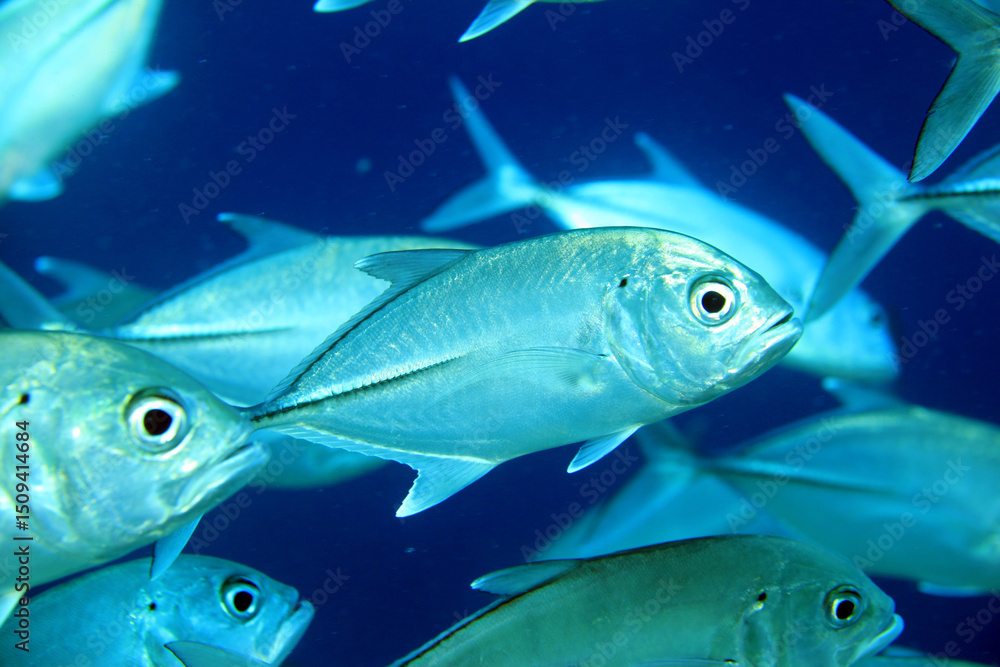 Fototapeta premium underwater paradise in the Maldives