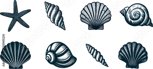 Seashells icons collection. Vintage sea elements set. Starfishes and seashells vector icons .Marine Shell illustration isolated. Scallop,conch shell , snail icon,corals.