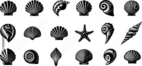 Seashells icons collection. Vintage sea elements set. Starfishes and seashells vector icons .Marine Shell illustration isolated. Scallop,conch shell , snail icon,corals.