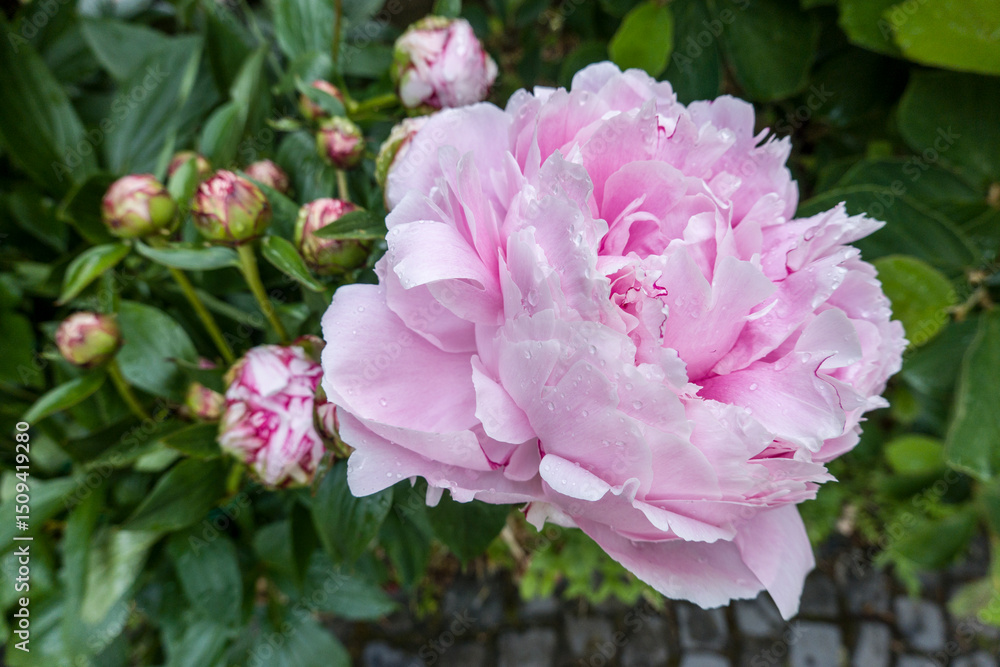 Fototapeta premium rosa Blüte einer Pfingsrose - Kultivar