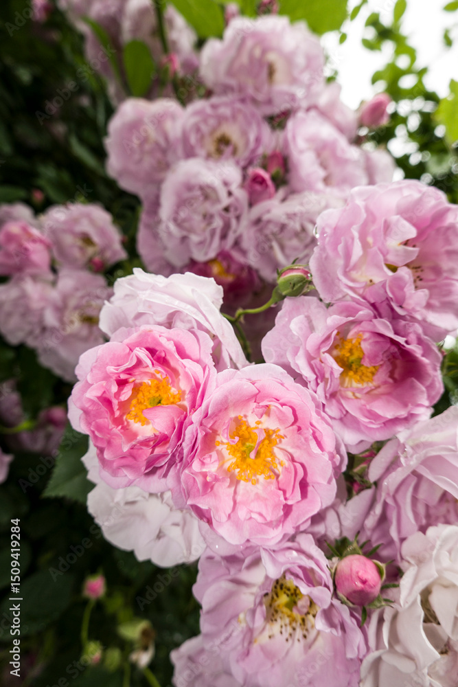 Fototapeta premium Blüten einer rosa farbenen Kletterrose