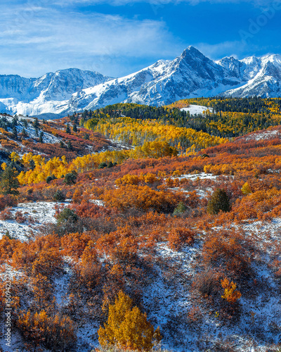 Aspens in Fall with Snow