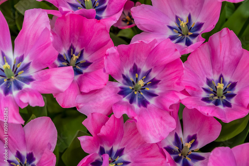 Pink tulips with a purple center create a bright and colorful floral arrangement symbolizing the beginning of spring, tulip variety Little Beauty, from Netherlands,