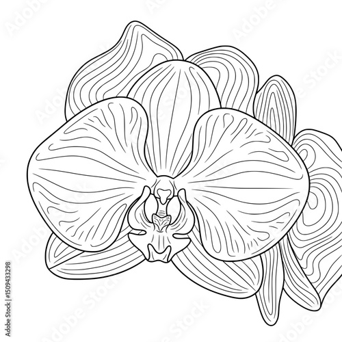 orchid flower vector illustration