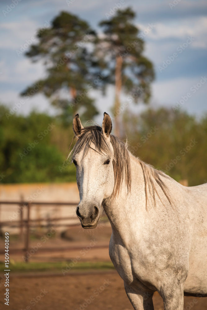 Obraz premium Portrait of a grey horse resting in a paddock in evening light. Close-up of a portrait of a grey horse looking at the camera