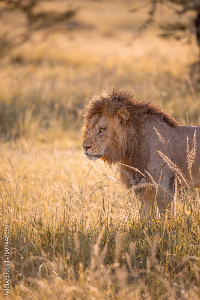 Fototapeta premium Lion Deep in Thought