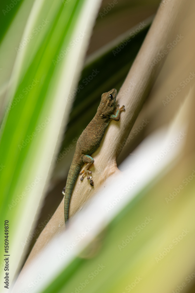 A female gecko on a twig behind a plant.
A female gecko on a twig behind a plant.
