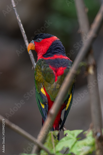 Valokuva Papuan tricolor lori parrot on a branch.