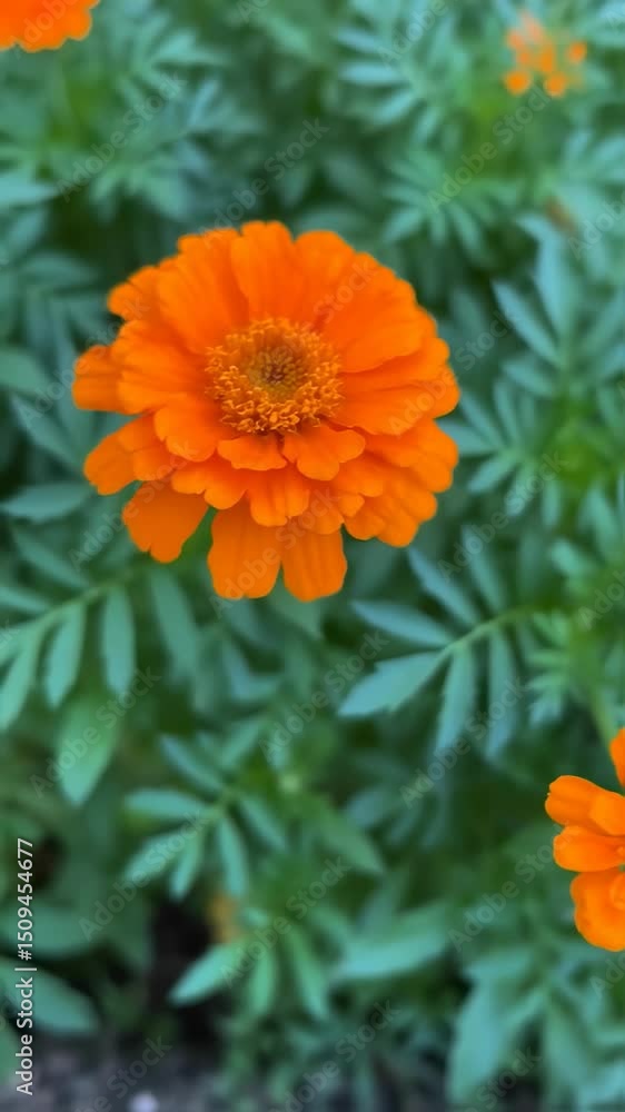 Vertical video Large flowered orange Mexican marigold called Mona. Dia de muertos Vertical video Large flowered orange Mexican marigold called Mona. Dia de muertos