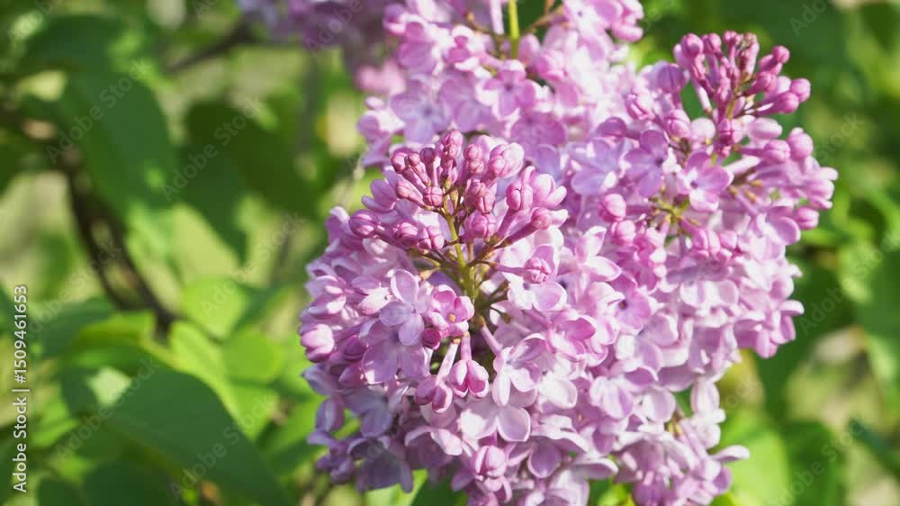 A close-up of vibrant lilac flowers bathed in sunlight, showcasing the beauty and renewal of spring in nature. The scene evokes a wonderfully relaxing mood. A close-up of vibrant lilac flowers bathed in sunlight, showcasing the beauty and renewal of spring in nature. The scene evokes a wonderfully relaxing mood.