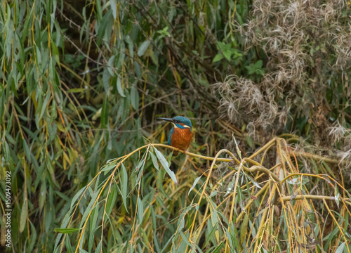Kingfisher on a branch