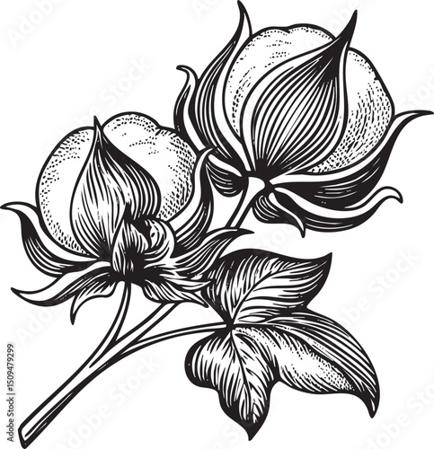 Two mature cotton bolls bloom on a leafy stem.