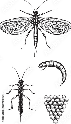 detailed black and white depicts a mayfly its nymph and eggs.