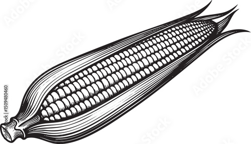 single open ear of corn reveals its silk and kernels.