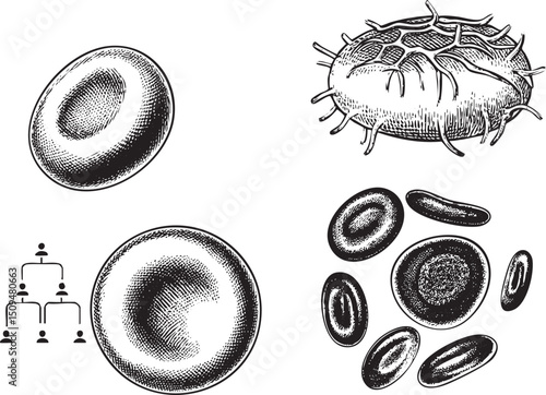 collection of illustrated red blood cells and a white blood cell against a plain background.
