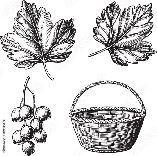 Two detailed leaves and a berry basket are depicted in black and white.
