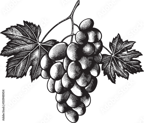 cluster of ripe grapes hangs from a vine branch.