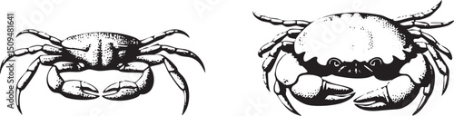 Two crabs scuttle across a stark white surface.
