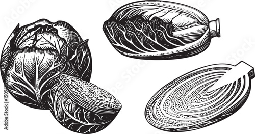 Two heads of cabbage and an artichoke are depicted in a detailed black and white .