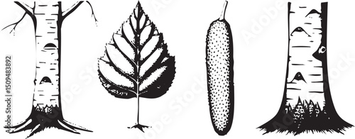 Four birch trees showcase their distinctive bark leaves and seed pods.