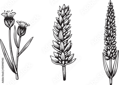 Three botanical illustrations showcase various seed heads and flower buds.
