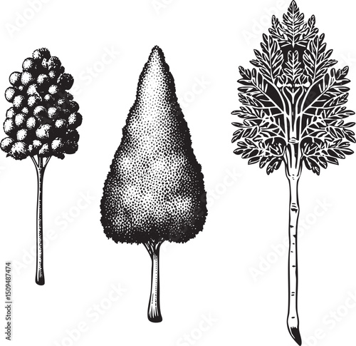 Three distinct trees stand upright in a black and white .