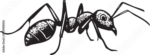 black and white ant crawls along a stark white surface.