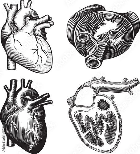 Detailed black and white illustrations depict a human heart in various perspectives.