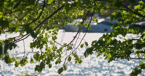 View of the mega yachts standing at the pier through the branches of trees on a clear sunny day, residential buildings and a stadium in the background, Russia, St.Petersburg