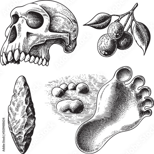 detailed black and white depicts a skull a branch with berries and a footprint.