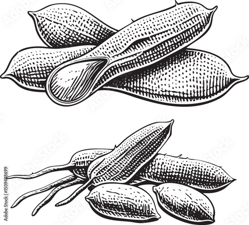 collection of seed pods with open interiors reveals the developing seeds inside.