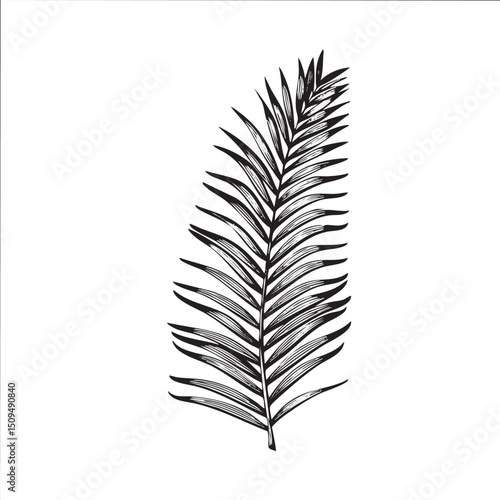 single detailed palm frond gracefully extends upwards.
