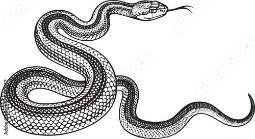 detailed black and white depicts a coiled serpent.