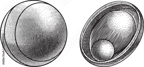 Two circular forms reveal a sphere within rendered in detailed monochrome.