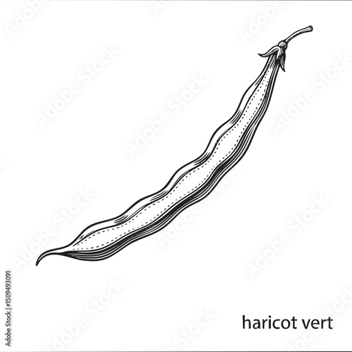 detailed black and white depicts a solitary haricot vert bean.