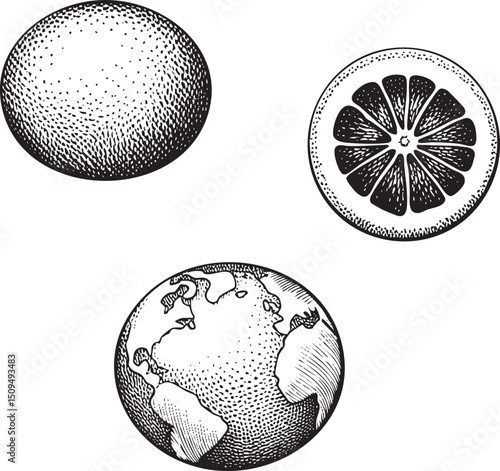 Three stylized spheres—a whole fruit a citrus segment and a globe—are depicted in black ink on white.