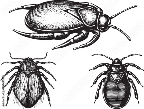 Three stylized beetles are depicted in a detailed black and white engraving.